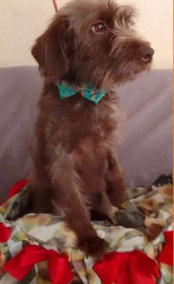 Cachorro ra a SRD idade 2 anos nome Mel