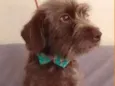 Mel