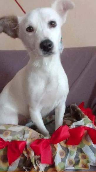 Cachorro ra a SRD idade 2 anos nome Serena