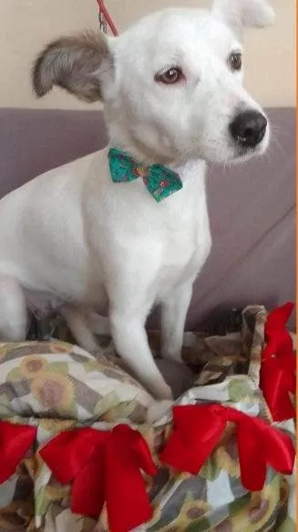 Cachorro ra a SRD idade 2 anos nome Serena