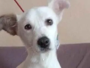 Cachorro raça SRD idade 2 anos nome Serena