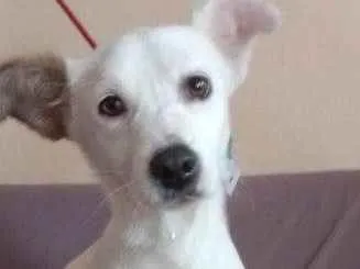 Cachorro ra a SRD idade 2 anos nome Serena
