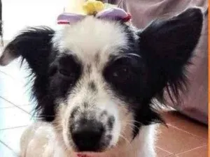 Cachorro raça SRD idade 2 anos nome Stella
