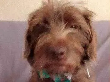Cachorro ra a SRD idade 2 anos nome Mel