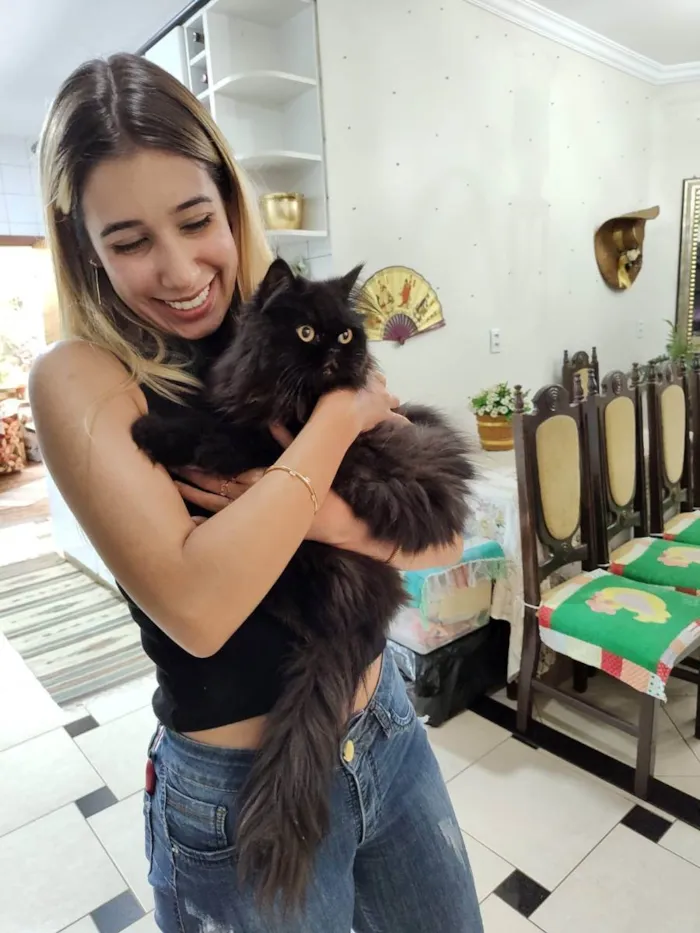 Gato ra a Persa idade 1 ano nome Pretinho