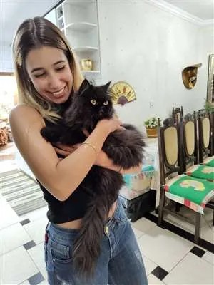 Gato raça Persa idade 1 ano nome Pretinho
