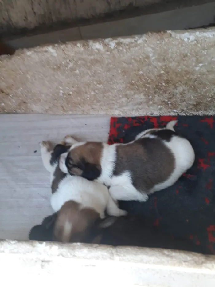 Cachorro raça Vira lata  idade Abaixo de 2 meses nome Não tem 