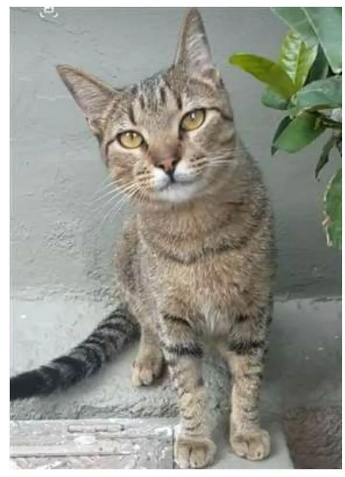 Gato ra a srd bicolor idade 7 a 11 meses nome TIQUINHO