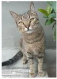 TIQUINHO