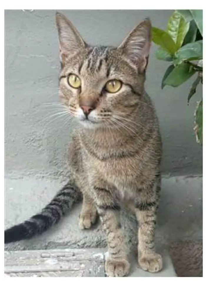 Gato ra a srd bicolor idade 7 a 11 meses nome TIQUINHO