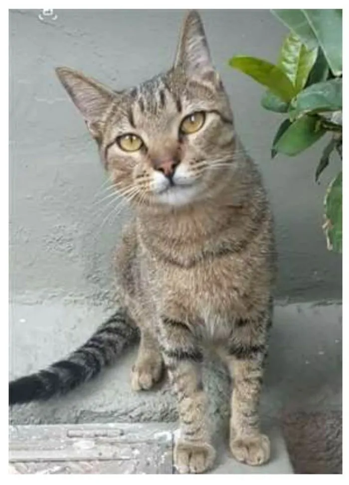 Gato ra a srd bicolor idade 7 a 11 meses nome TIQUINHO