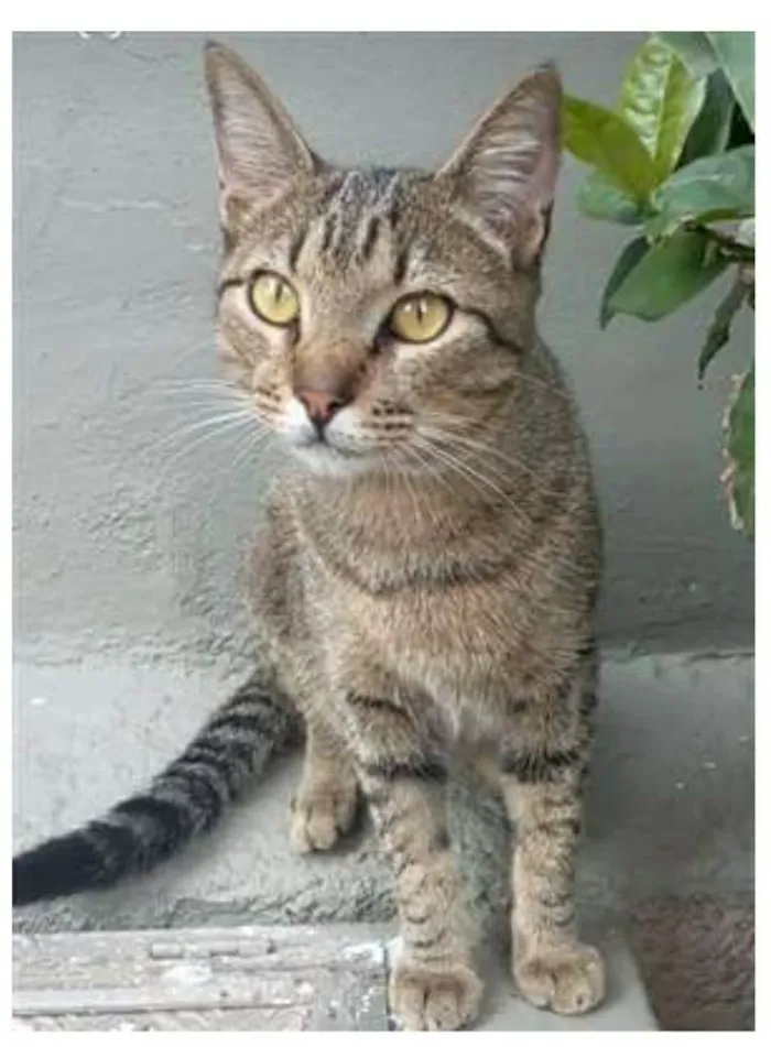 Gato ra a srd bicolor idade 7 a 11 meses nome TIQUINHO