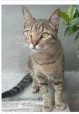 TIQUINHO