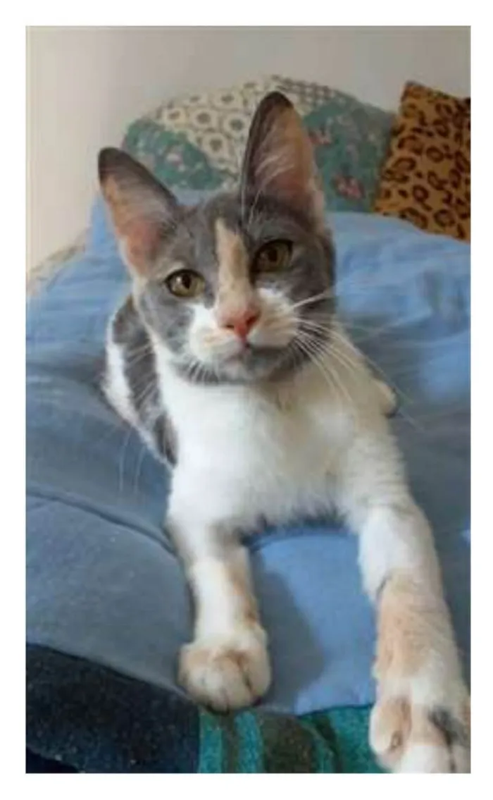 Gato raça srd tricolor idade 2 a 6 meses nome SOPHIA
