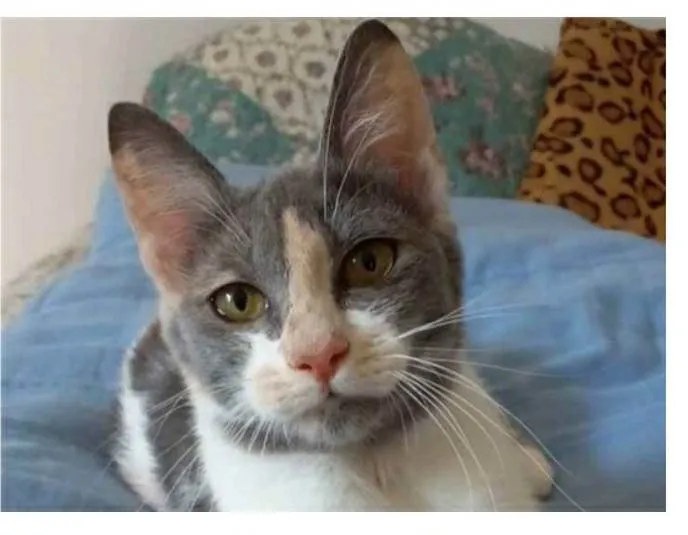 Gato raça srd tricolor idade 2 a 6 meses nome SOPHIA