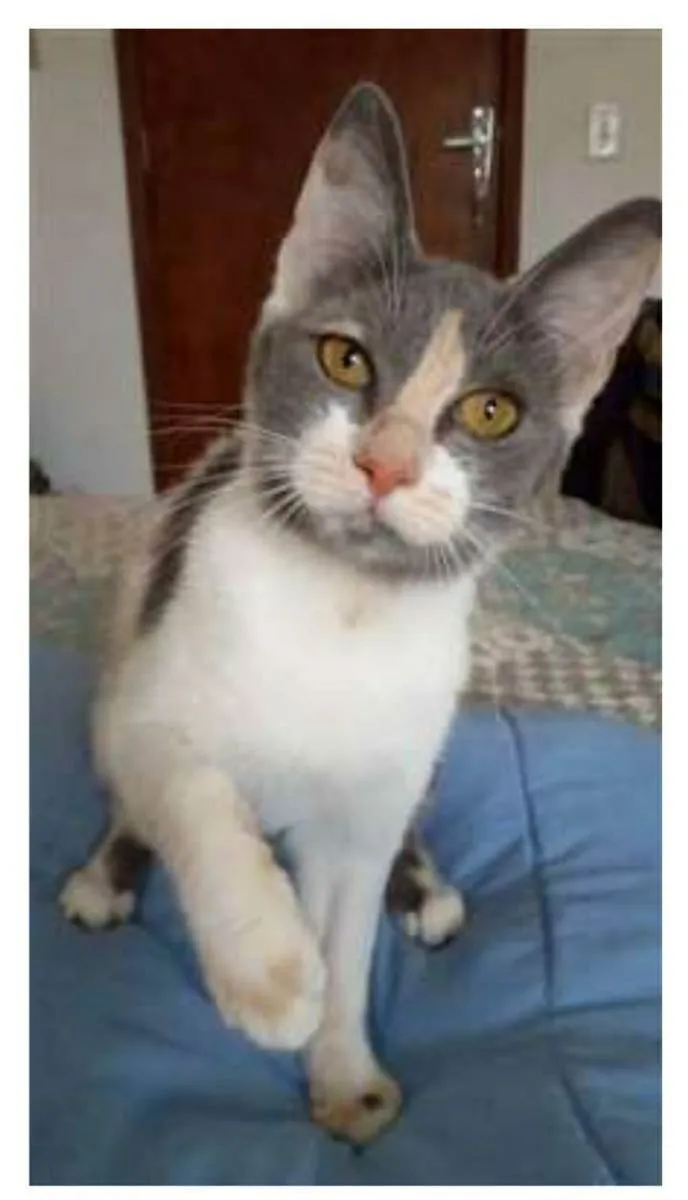 Gato raça srd tricolor idade 2 a 6 meses nome SOPHIA