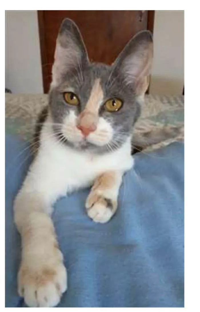 Gato raça srd tricolor idade 2 a 6 meses nome SOPHIA