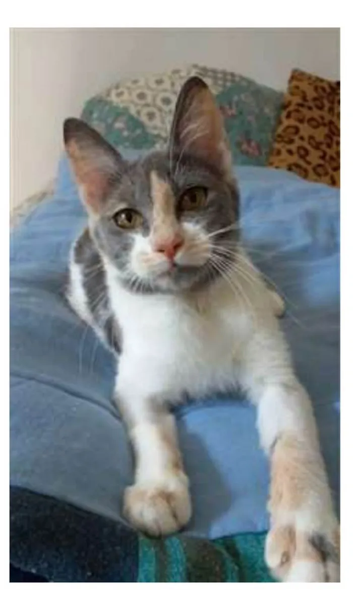 Gato raça srd tricolor idade 2 a 6 meses nome SOPHIA