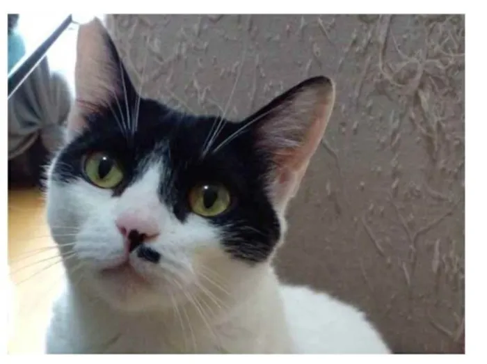 Gato ra a srd bicolor idade 2 anos nome ATHENA 