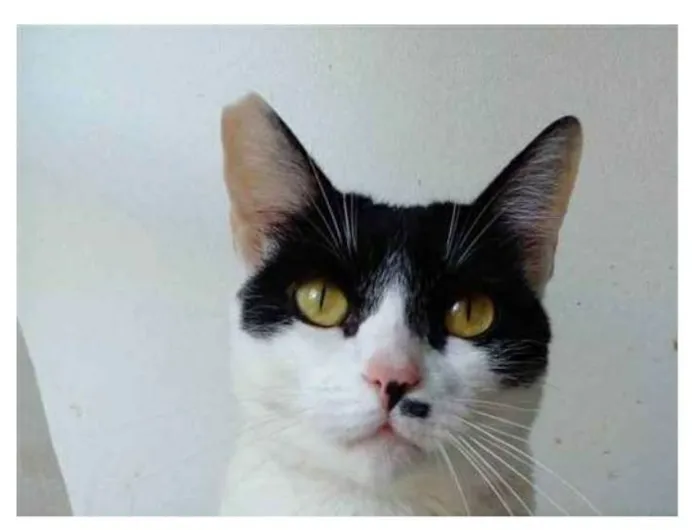 Gato ra a srd bicolor idade 2 anos nome ATHENA 