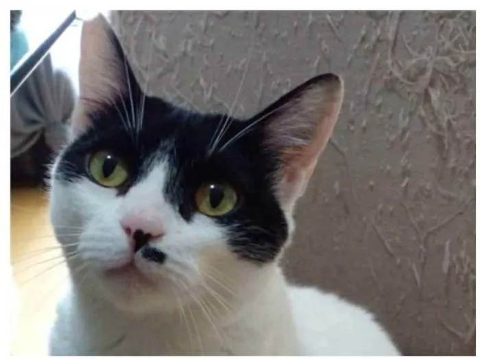 Gato ra a srd bicolor idade 2 anos nome ATHENA 