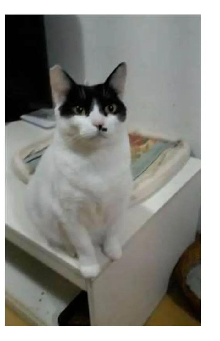 Gato ra a srd bicolor idade 2 anos nome ATHENA 