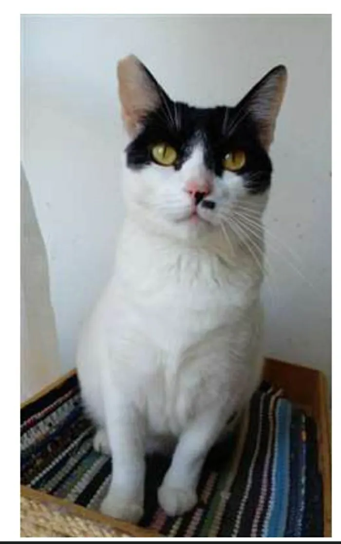 Gato ra a srd bicolor idade 2 anos nome ATHENA 
