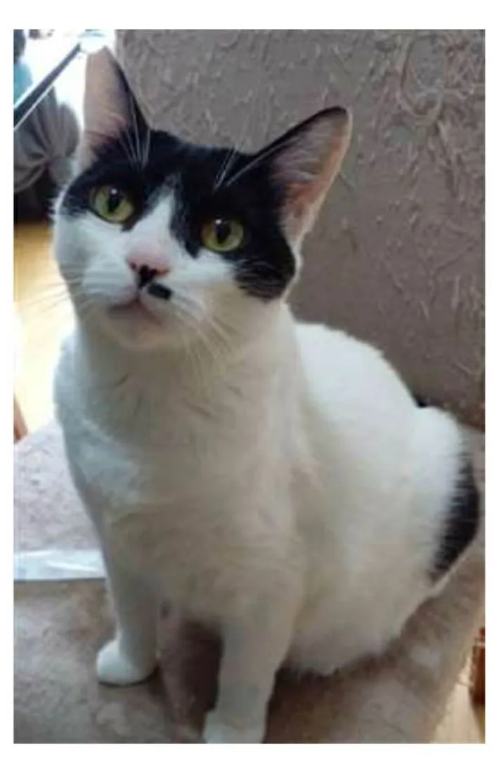Gato ra a srd bicolor idade 2 anos nome ATHENA 