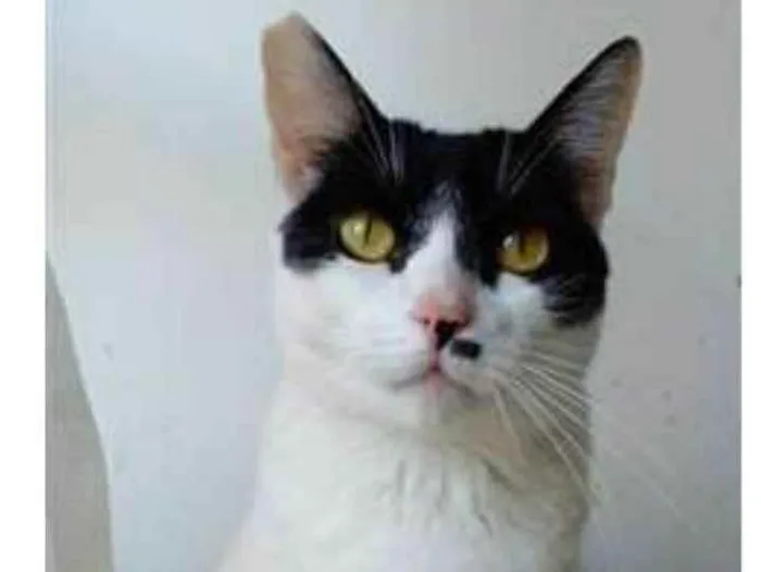 Gato ra a srd bicolor idade 2 anos nome ATHENA 