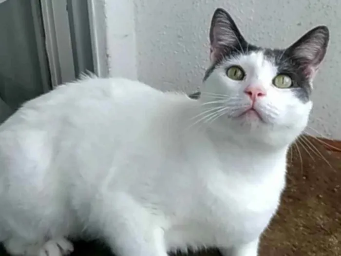 Gato ra a Srd idade 2 anos nome Jhon