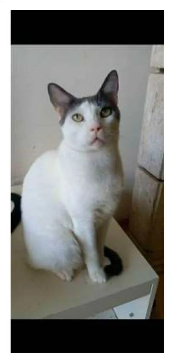 Gato ra a srd bicolor idade 2 anos nome JOHN