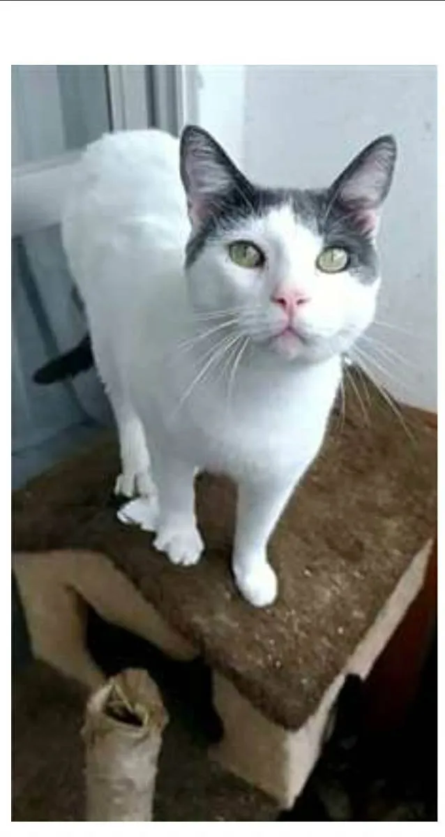 Gato ra a srd bicolor idade 2 anos nome JOHN