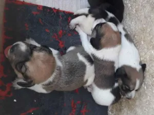 Cachorro raça Vira lata  idade Abaixo de 2 meses nome Não tem 