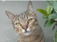 TIQUINHO