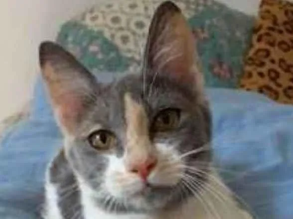 Gato raça srd tricolor idade 2 a 6 meses nome SOPHIA