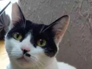 Gato raça srd bicolor idade 2 anos nome ATHENA 