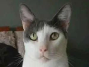 Gato raça srd bicolor idade 2 anos nome JOHN