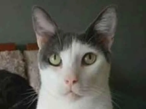 Gato ra a srd bicolor idade 2 anos nome JOHN