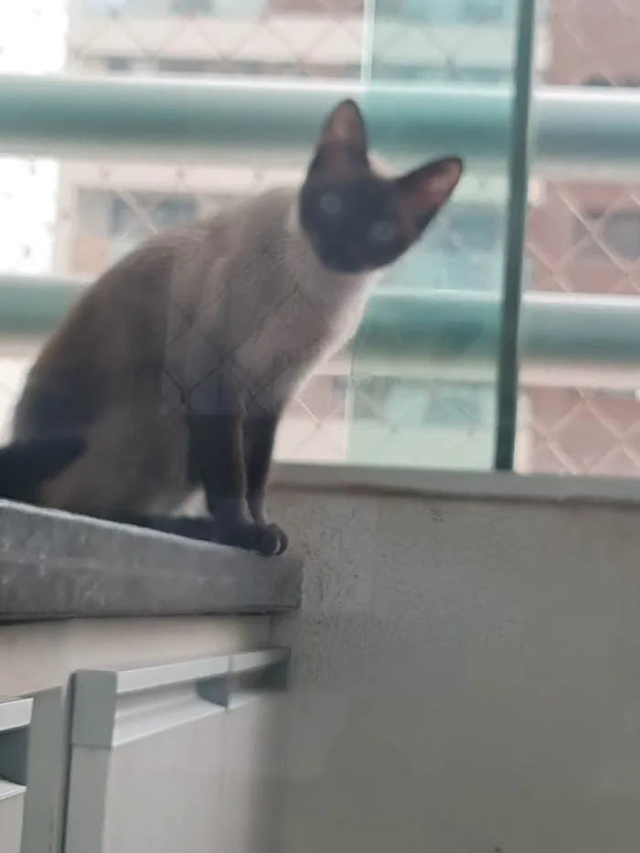 Gato ra a Siamesa idade 1 ano nome Sorah