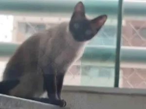 Gato raça Siamesa idade 1 ano nome Sorah