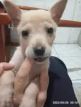 Mello