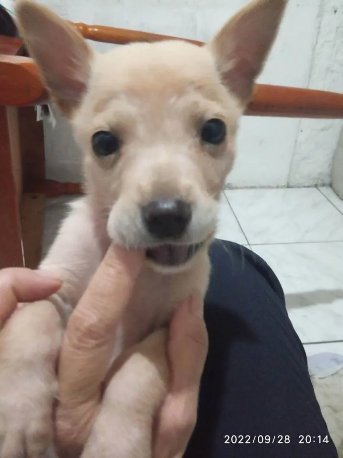 Cachorro ra a Viralatas idade 2 a 6 meses nome Mello