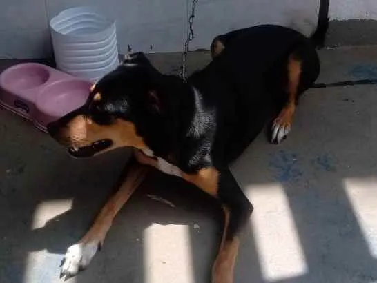 Cachorro ra a Desconhecido  idade 7 a 11 meses nome Zeus