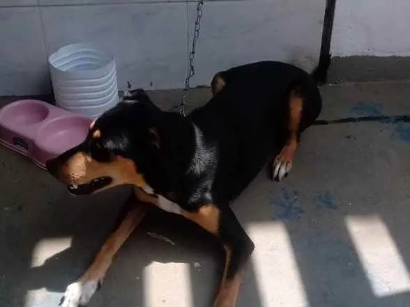 Cachorro ra a Desconhecido  idade 7 a 11 meses nome Zeus