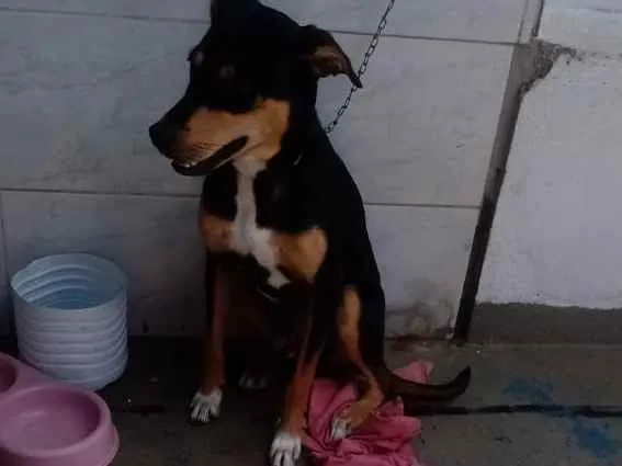 Cachorro ra a Desconhecido  idade 7 a 11 meses nome Zeus