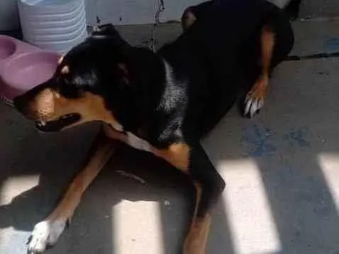 Cachorro ra a Desconhecido  idade 7 a 11 meses nome Zeus