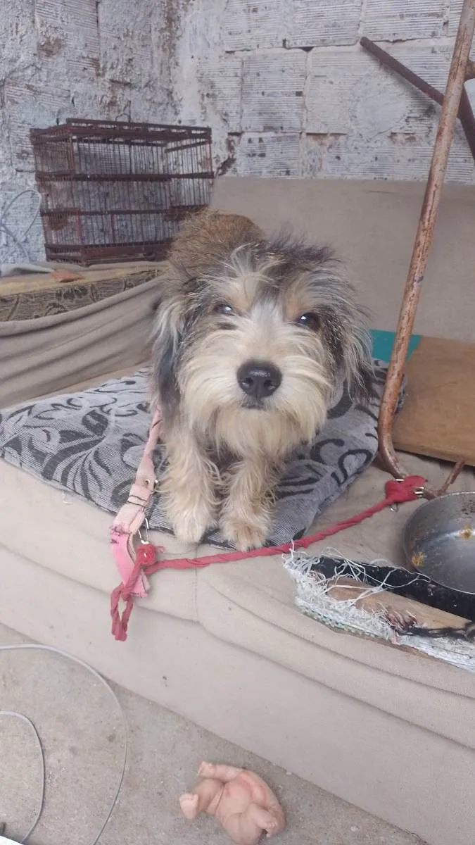 Cachorro raça  idade 7 a 11 meses nome Princesa 