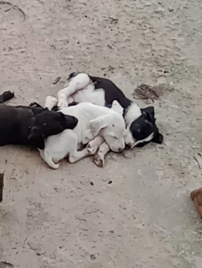 Cachorro ra a Misturado  idade 2 a 6 meses nome Marronzinho 