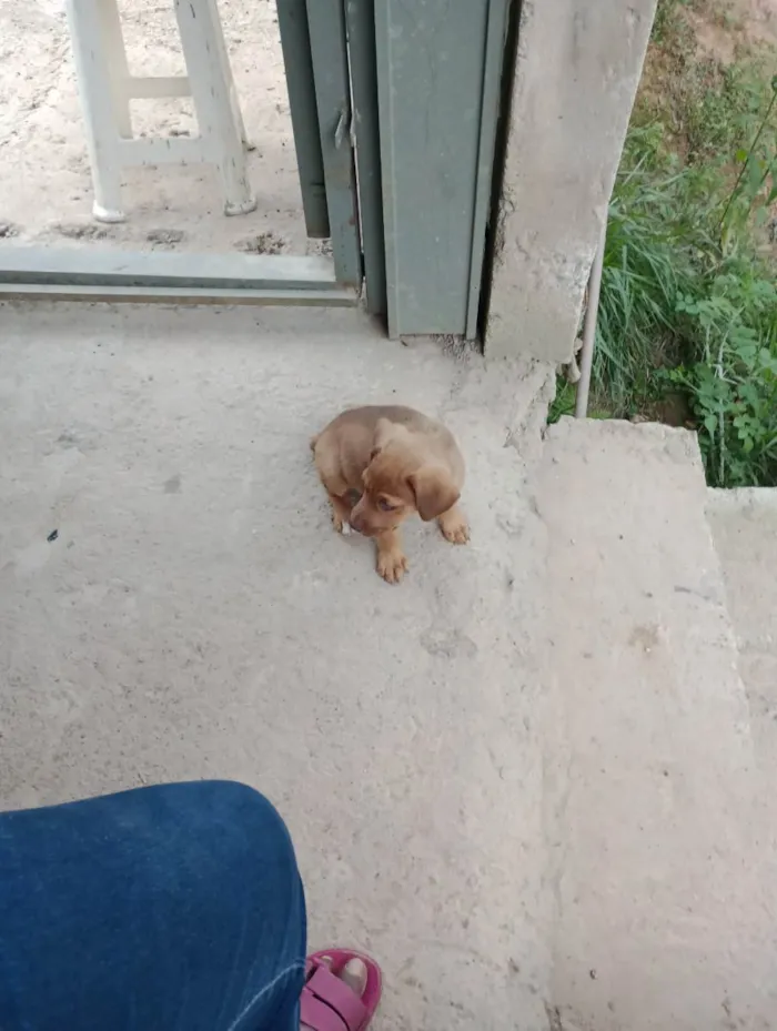 Cachorro ra a Misturado  idade 2 a 6 meses nome Marronzinho 