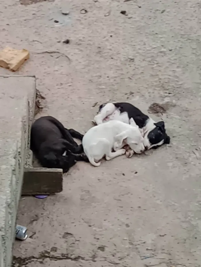 Cachorro ra a Misturado  idade 2 a 6 meses nome Marronzinho 